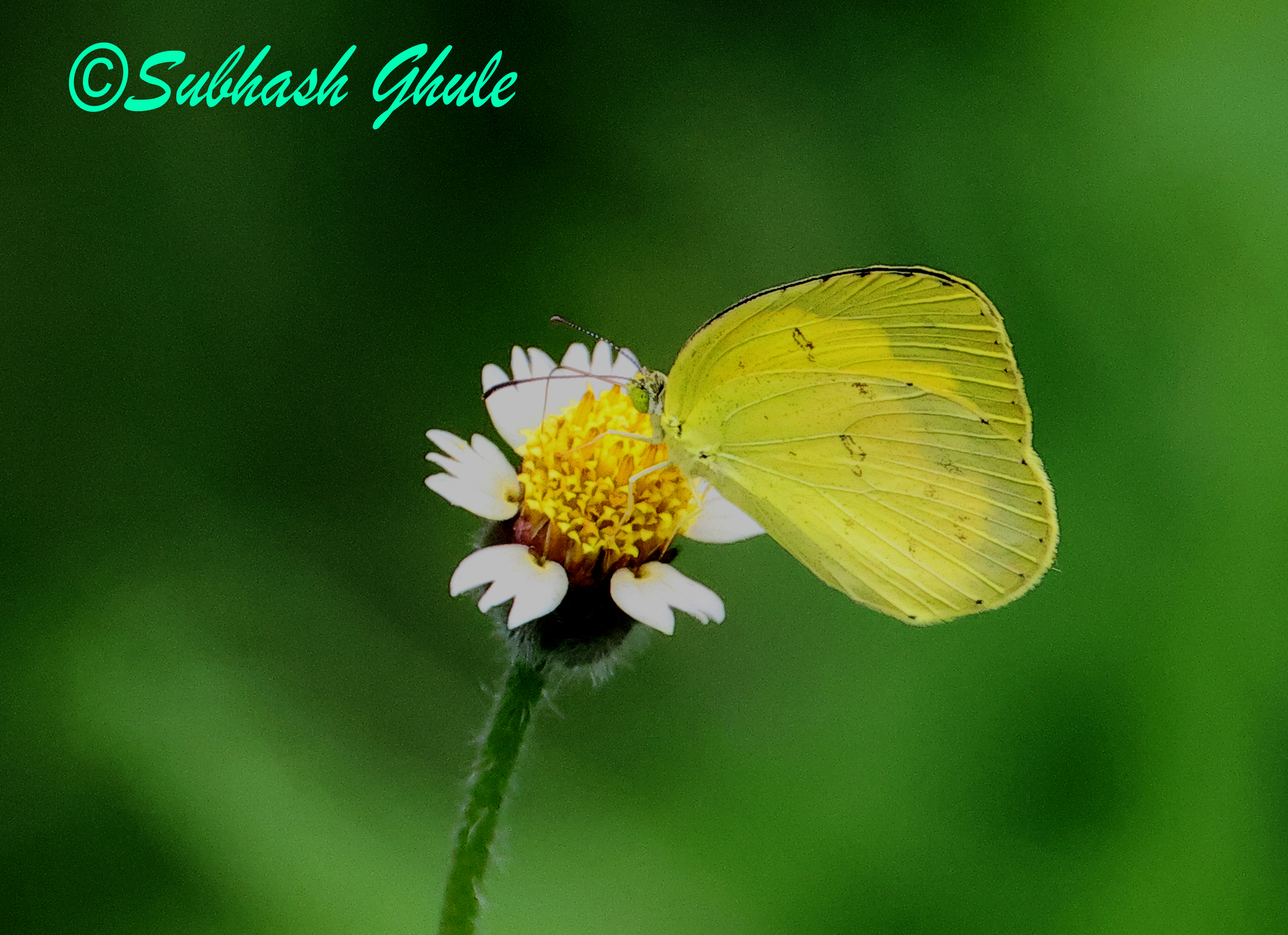 Common Grass Yellow