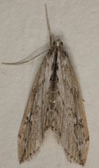 Evergestis angustalis