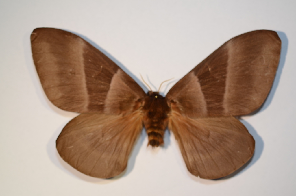 Dirphia seraphini