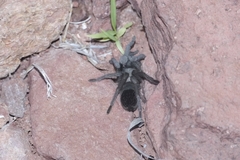 Aphonopelma paloma