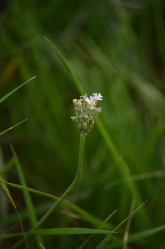 Primula longiscapa, photograph 1