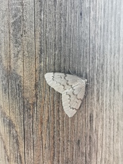 Nepytia pellucidaria