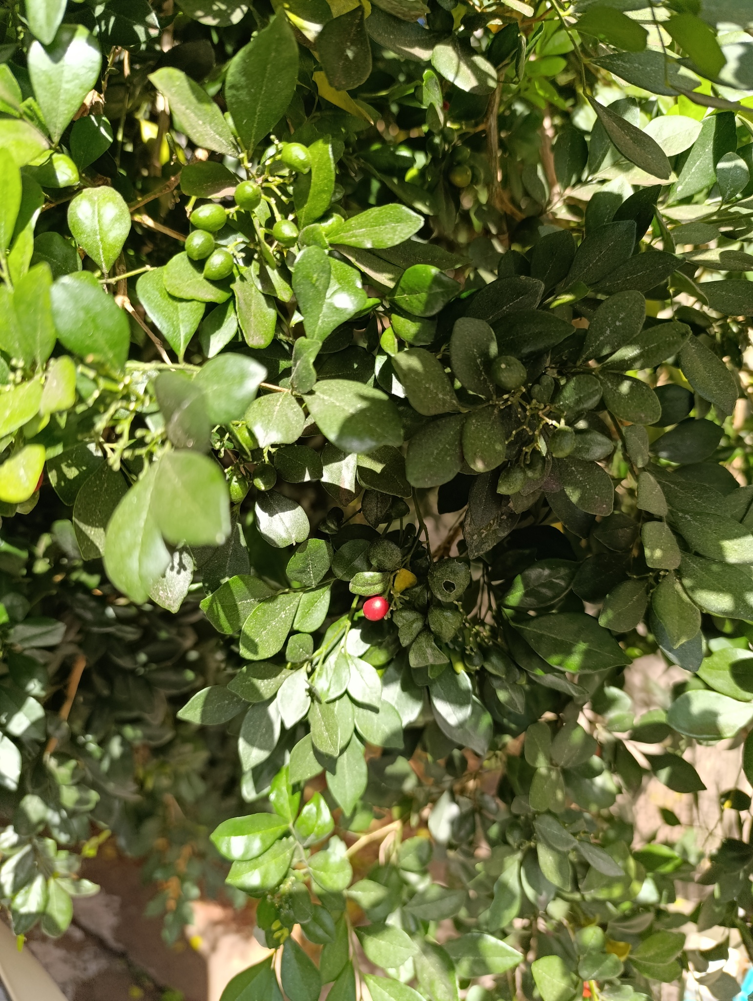 Murraya paniculata