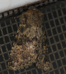 Pseudobryomima fallax