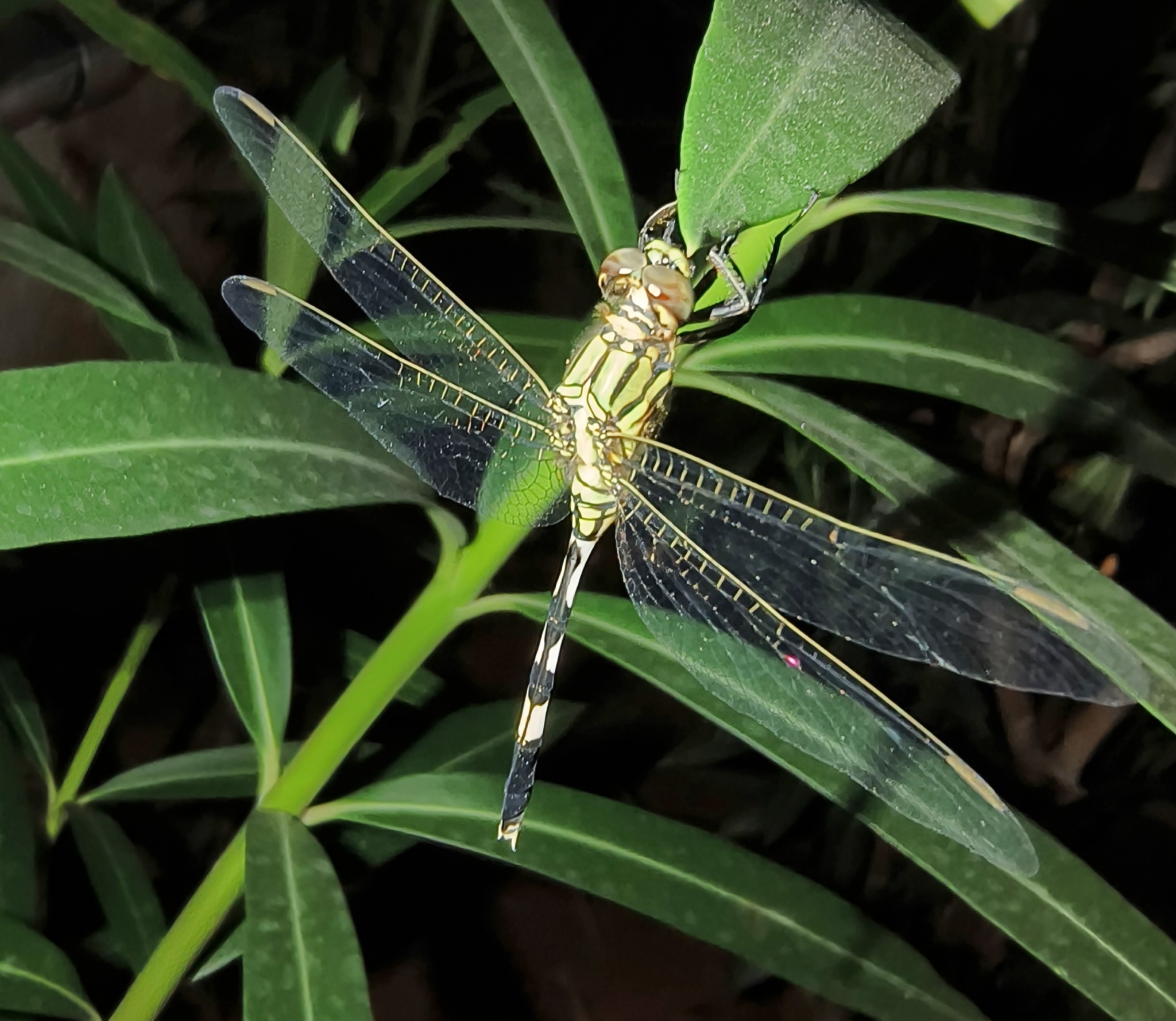 Slender Skimmer