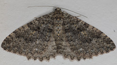 Triphosa californiata