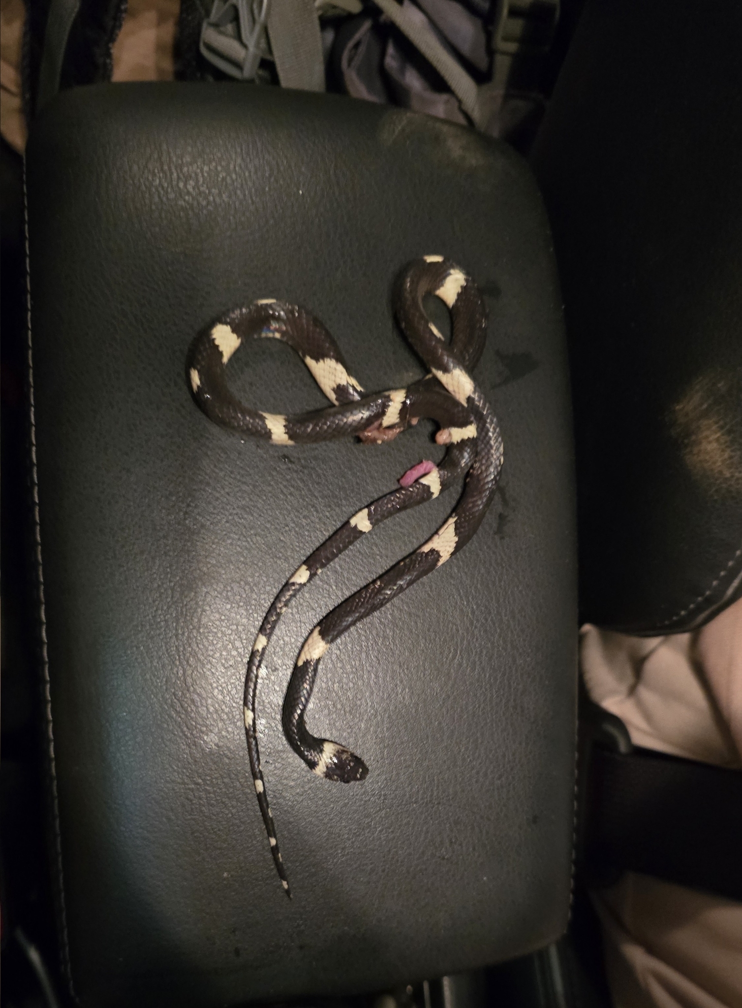 Philippi's Snail-Eating Snake photo 4
