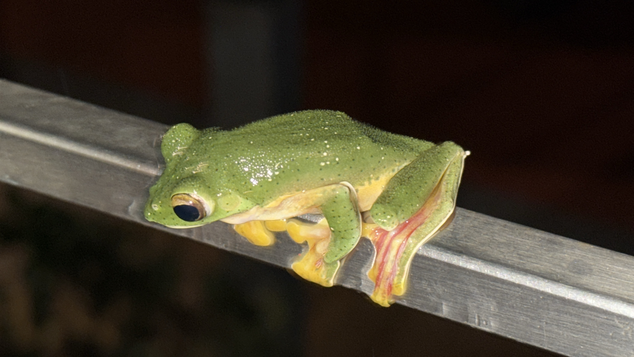 Malabar Gliding Tree Frog