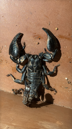 South Indian scorpion