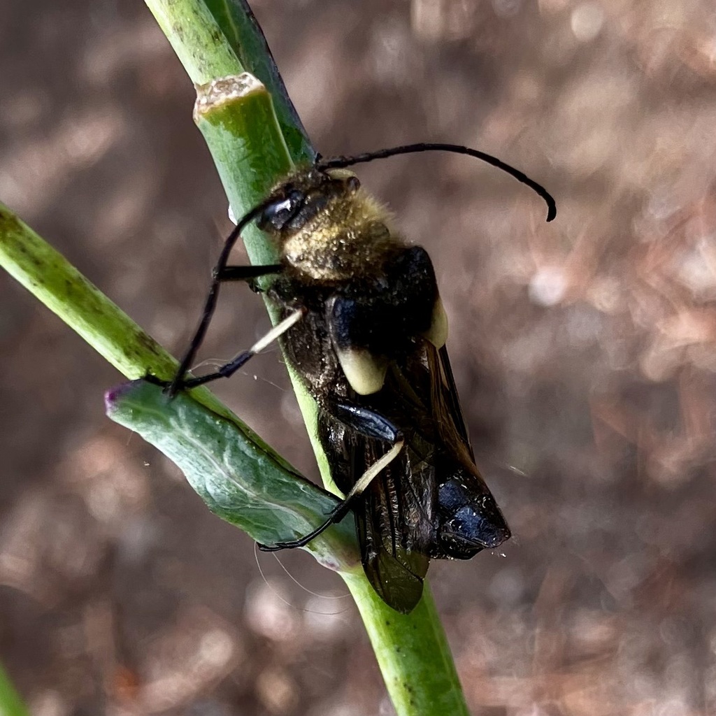 lion beetle