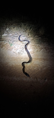 Black-headed Python sighting
