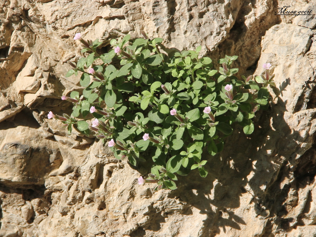 Soapworts