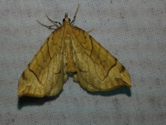 Eulithis propulsata