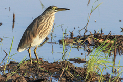 Indian Pond Heron photo 4