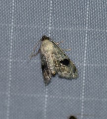 Abablemma duomaculata