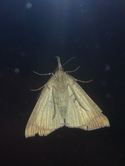 Hypena proboscidalis