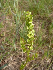 Rumex cordatus