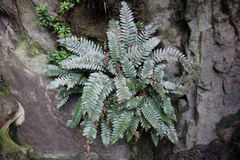 Blechnum durum