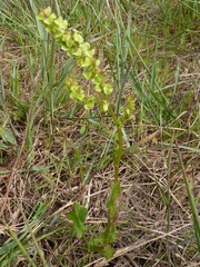 Rumex cordatus