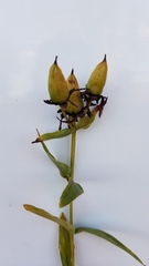 Hypericum ascyron