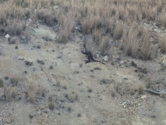 Osphranter robustus robustus