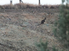 Osphranter robustus robustus