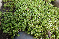 Crassula moschata
