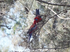 Platycercus elegans elegans