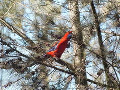 Platycercus elegans elegans