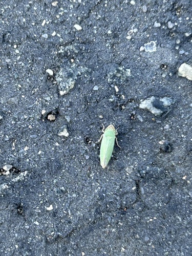 Xyphon fulgidum