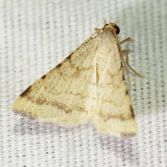 Taeniogramma octolineata