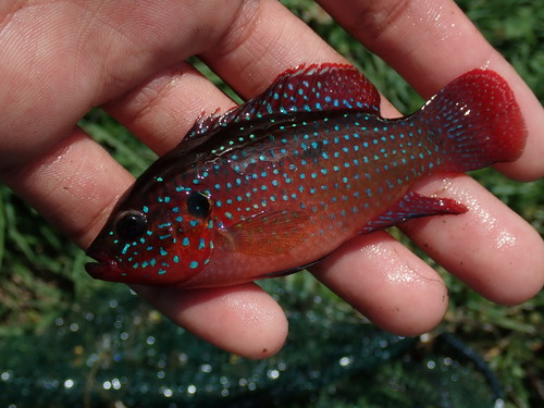 Jewel cichlid (Hemichromis guttatus) — Cichlidae