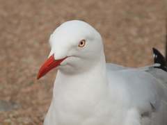 Chroicocephalus novaehollandiae novaehollandiae