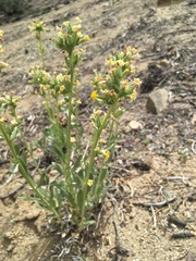 Oreocarya confertiflora