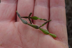 Korthalsella clavata