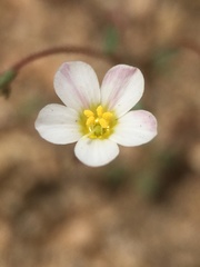 Linanthus inyoensis