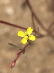 Camissonia pusilla