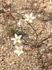 Linanthus inyoensis