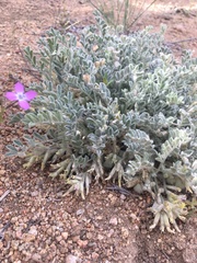 Astragalus subvestitus