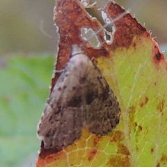 Hypenodes franclemonti