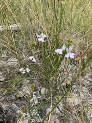 Westringia tenuicaulis