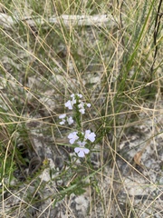Westringia tenuicaulis