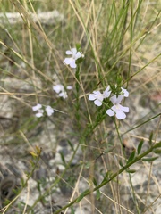 Westringia tenuicaulis