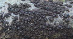 Rosellinia corticium