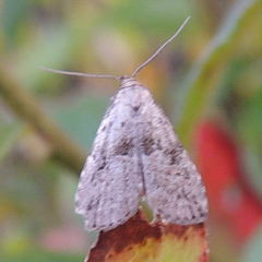 Hypenodes franclemonti