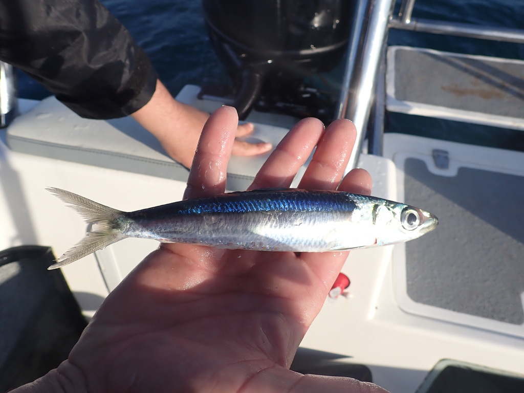 Wongratana's Round Herring