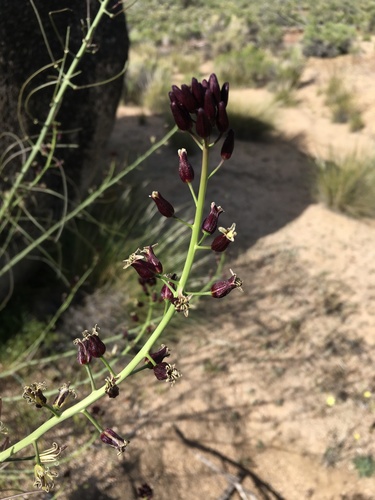 Horton Trail