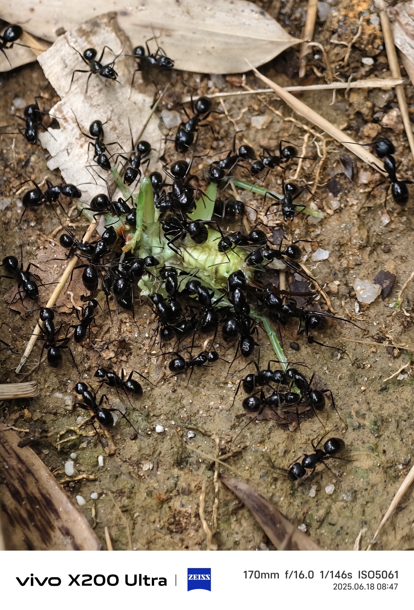 Camponotus largiceps