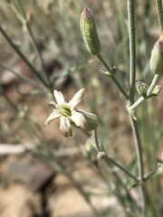 Silene verecunda