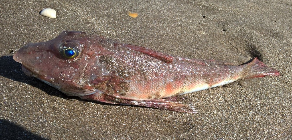 Red Searobin